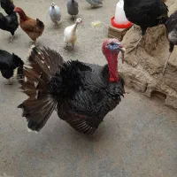 بوقلمون ماده۵تا