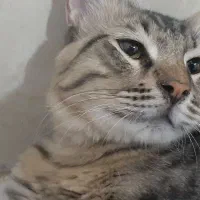 گربه اسکاتیش