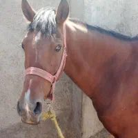 مادیان|اسب و تجهیزات اسبسواری|خرمآباد, |دیوار