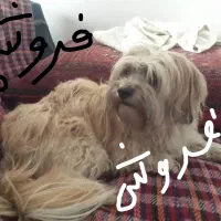 سگ شیتزو مهربون وتربیت شده 2ساله توافقی