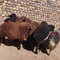 بره نر و ماده|حیوانات مزرعه|هشتگرد, هشتگرد قدیم|دیوار