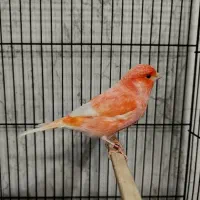 قناری نرمستخون ماده اماده|پرنده|مشهد, چهنو|دیوار