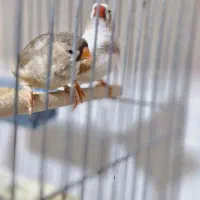 فروش فنچ کینگ مولد|پرنده|بندرعباس, |دیوار