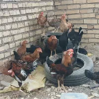 مرغ خروس