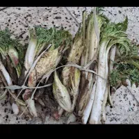 کنگر چریش یا تره کوهی یا گولک