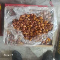 خرما زاهدی|خوردنی و آشامیدنی|آوج, |دیوار