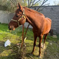 فروش یک راس اسب نریان