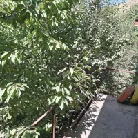 باغ چشمه قلقلی زشک
