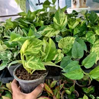 انواع گل و گیاه در گلخانه کرج گلشهر