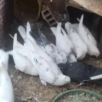 کبوتر|پرنده|سامان, |دیوار