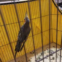 عروس هلندی|پرنده|اردبیل, |دیوار