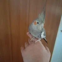 عروس هلندی خاکستری گم شده