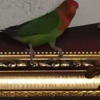 طوطی کوتوله