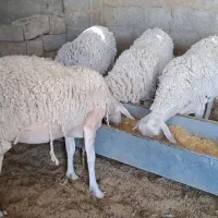 شیشک ماده لاکن