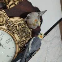 فروش یک جفت عروس هلندی