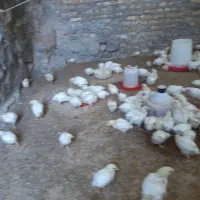 جوجه گوشتی ۱۵ روزه|حیوانات مزرعه|تبریز, |دیوار