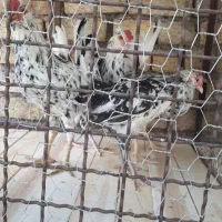 خروس گلین