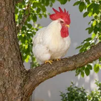 خروس سفید