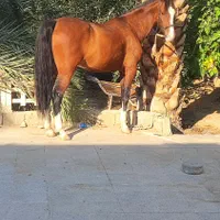 اسب مایون درهشوری