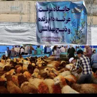گوسفند  ،بزقاله ، میش ، بره ،دامداری افشار