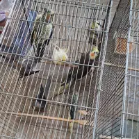 عروس هلندی