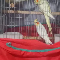 باسلام ۲ جفت عروس هلندی مولد|پرنده|ارومیه, |دیوار