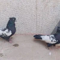 ۸ تا بهبونی|پرنده|شیراز, گچی|دیوار