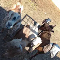 بز فروشی|حیوانات مزرعه|زاهدان, |دیوار