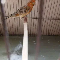 قنار نر سرخ بخون|پرنده|محمدشهر, علی آباد گونه|دیوار