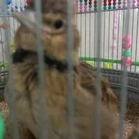 قناری سهره قناری|پرنده|زرند, |دیوار