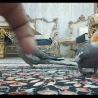 عروس هلندی جفت سخنگو|پرنده|صحنه, |دیوار