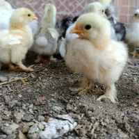 جوجه کوشین از 2 روز تا 2 ماه و نیم واکسن خورده