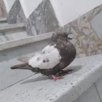 سینه مشکی ماده کاکلی