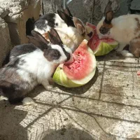 خرگوش ابستن