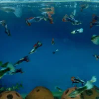 ماهی ویال|ماهی|تهران, گلچین|دیوار