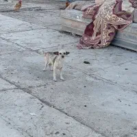 جی واوا پا کوتاه|سگ|خرمشهر, |دیوار