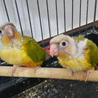 گیرینچیگ سرلاکی|پرنده|لاهیجان, لاشیدان|دیوار