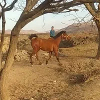 فروش اسب کرد