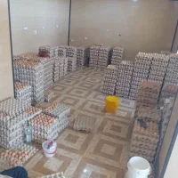 پخش تخم مرغ محلی  به صورت عمده