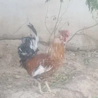 خروس محلی گلین اصل|حیوانات مزرعه|شیراز, ویلاشهر|دیوار