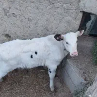 گوساله ۱ماهه نر