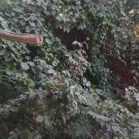 خانه اجارهای