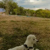 سگ گمشده|سگ|بوستان, |دیوار