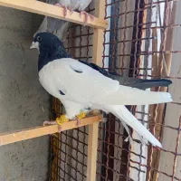 کبوتر راست سیاه نر پرنده