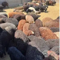 بشتابید تخفیف بره میش زیرنظربهداشت