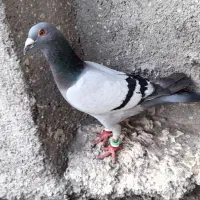 نرسبزمسافتی