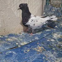 کبوتر بهبهونی ماده