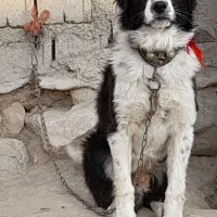 سگ گله|سگ|داران, |دیوار