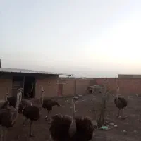 شتر مرغ