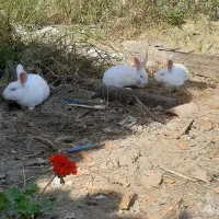 خرگوش سفید چشم قرمز|موش و خرگوش|بهشهر, |دیوار